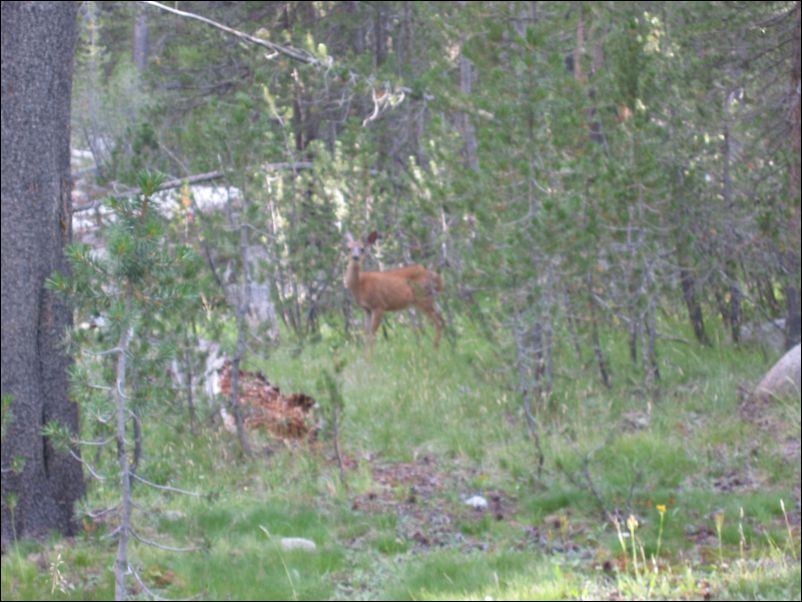 2005-08-20 Lyell (60) more deer